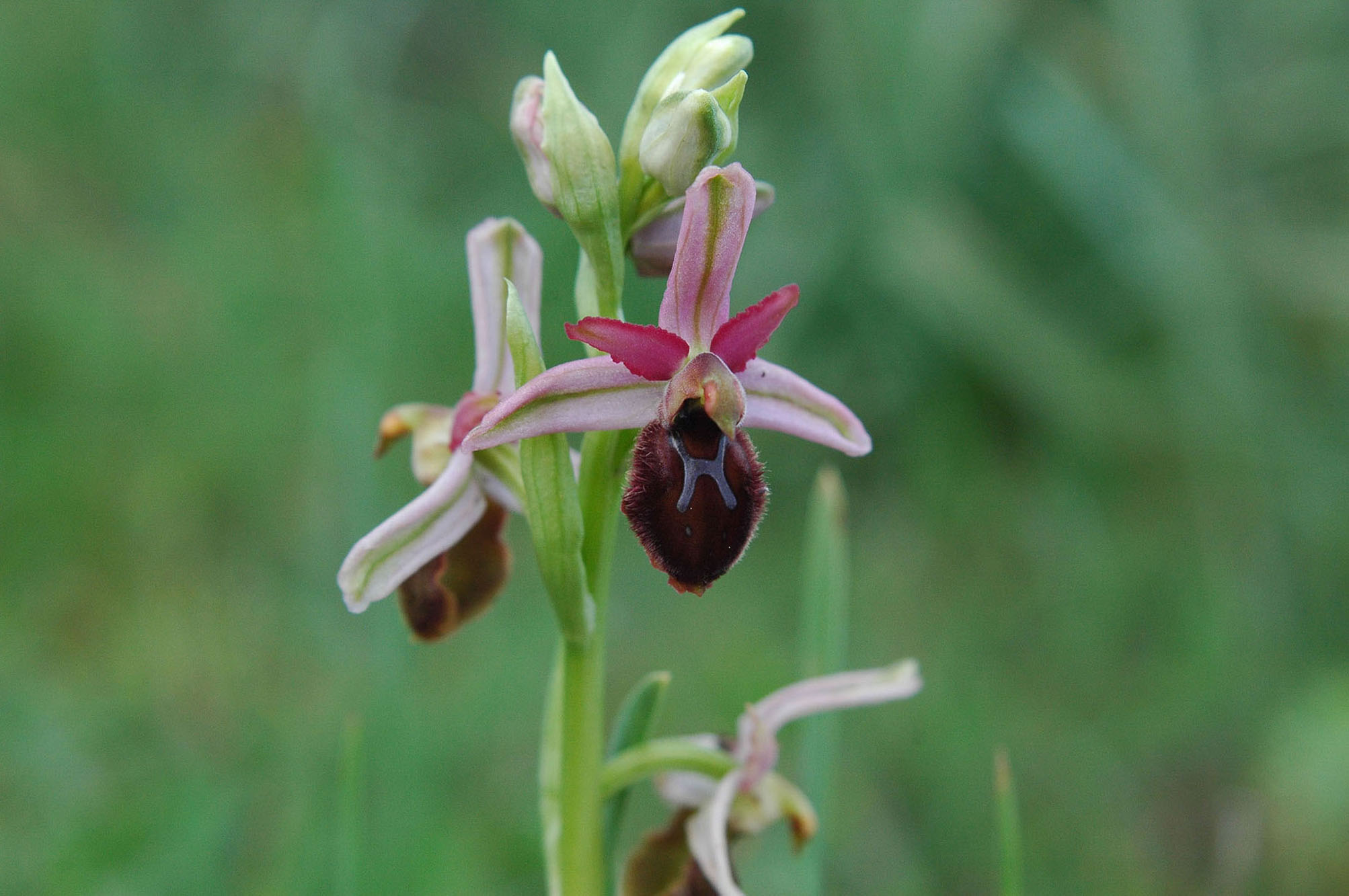 O.panoritana o O.exaltata